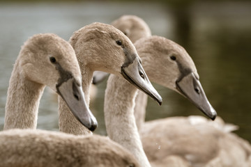 portrait of Mute swan (Cygnus olor) cygnets lined up, taken in London