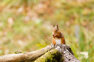 Naklejka na ściany i meble red squirrel (Sciurus vulgaris) esting a nut in Scotland