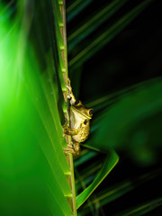 Veined Tree Frog (Trachycephalus venulosus) in Costa Rica