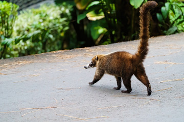 Ring-Tailed Coati (Nasua nasua rufa) crossing a footpath, taken in Costa Rica