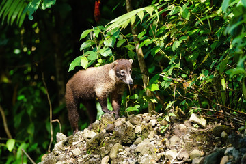 Ring-Tailed Coati (Nasua nasua rufa) standing on mound of rocks, taken in Costa Rica