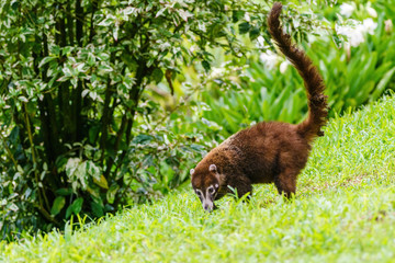 Ring-Tailed Coati (Nasua nasua rufa) searching grass for food, taken in Costa Rica