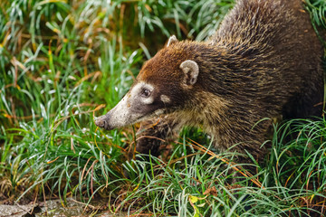 Ring-Tailed Coati (Nasua nasua rufa) in search of food, taken in Costa Rica