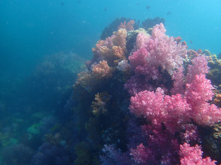 Fototapeta na wymiar Marine life under sea water, underwater landscape photography