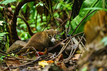 Baby Ring-Tailed Coati (Nasua nasua rufa) moving through jungle with it's mother, taken in Costa Rica