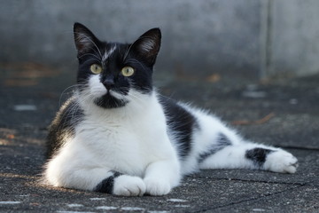 Katze schwarz/weiß