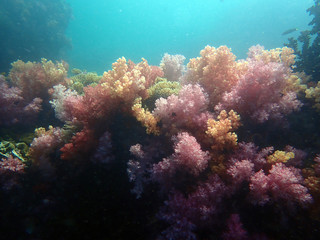 Naklejka na ściany i meble Marine life under sea water, underwater landscape photography