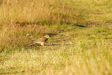 Obraz na płótnie Canvas Common Kestrel (Falco tinnunculus) juvenile learning to hunt for insects on the ground, in England
