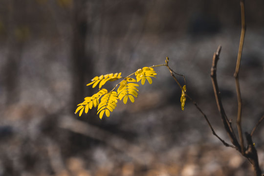 siris leaves
