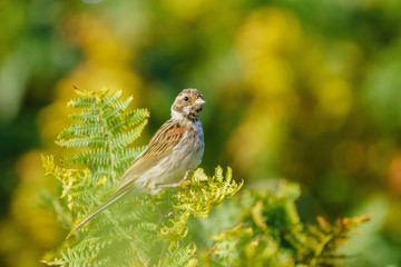 Fototapeta premium Reed Bunting (Emberiza schoeniclus) perched on bracken, taken in England