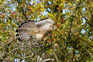 Common Kestrel (Falco tinnunculus) fanning it's tail feathers, taken in London