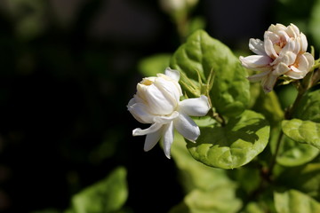 Obraz na płótnie Canvas While Jasmine- the flower with fragrance