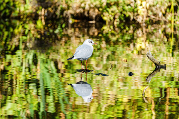 Black-headed gull (Chroicocephalus ridibundus) and reflection against brightly coloured background, taken in London, England