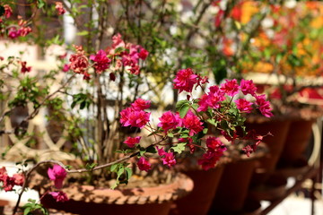 Fototapeta na wymiar Bougainvillea flower in summer. India.