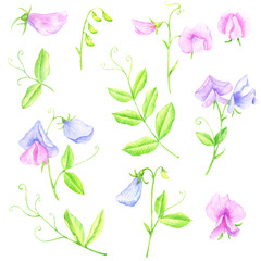 watercoor drawing sweet peas