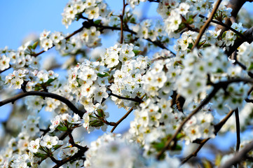 Pear flower in full bloom in spring