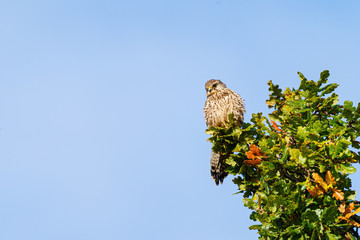 Common Kestrel (Falco tinnunculus) perched on top of a tree, in London