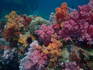 Plakat Marine life under sea water, underwater landscape photography