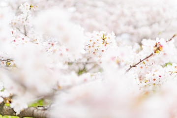 日本の春　桜