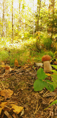 mushrooms in the forest