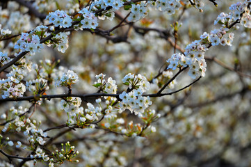 Pear flower in full bloom in spring