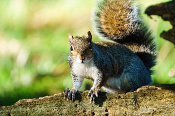 Gray Squirrel (Sciurus carolinensis) standing on a fallen tree looking at camera, taken in London