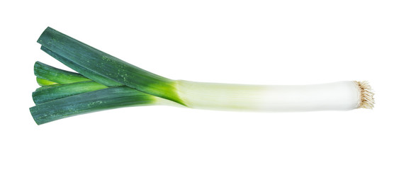 root of fresh leek with greens cutout on white