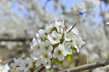 Pear flower in full bloom in spring