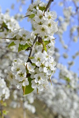 Pear flower in full bloom in spring