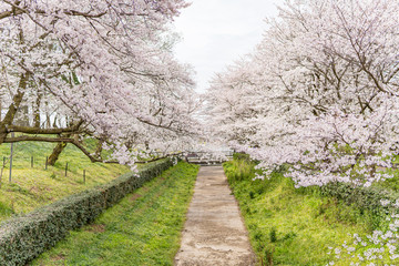 Fototapeta na wymiar 日本の春　桜