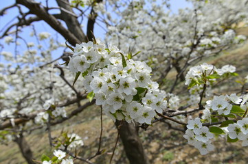 Pear flower in full bloom in spring