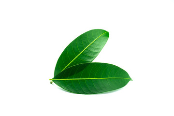 Green leaf isolated on white background.