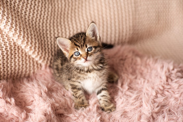 Cute little red kitten sleeps on fur white blanket © Ксения Овчинникова
