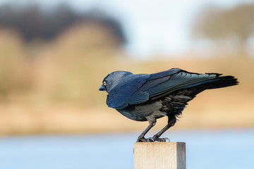Jackdaw (Corvus monedula) perched on a fence pole, taken in the UK