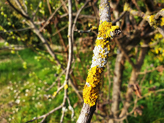 Fototapeta premium Sick, disease, dry tree with white, yellow lichen.