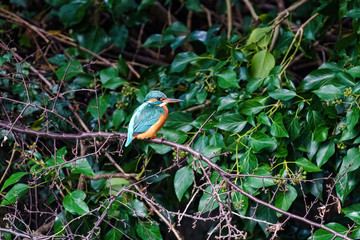 Common Kingfisher (Alcedo atthis) perched in a bush, taken in the UK
