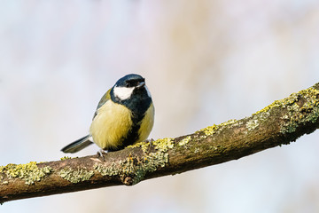 Great Tit (Parus major) perched on a branch, taken in the UK