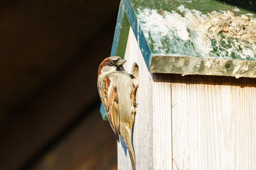 House sparrow (Passer domesticus) perched on teh side of a nest box, taken in the UK