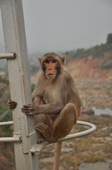 Naklejka premium kinnerasani lake at kothagudem