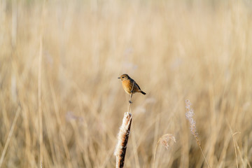 Stonechat (Saxicola torquata) female perchedona  reed, taken in the UK