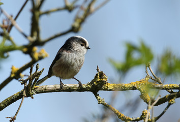 A pretty Long-tailed Tit, Aegithalos caudatus, perching on a branch of a tree.	