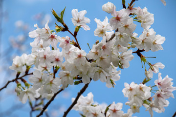 桜と青空