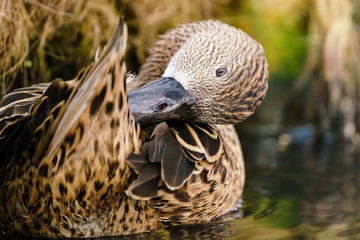 Female Red Shoveler (Anas platalea) preening itself while on a small pond