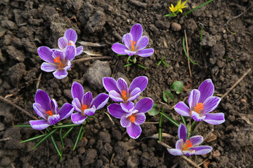 Close-up of large purple striped blooming crocuses with orange stamens in the garden