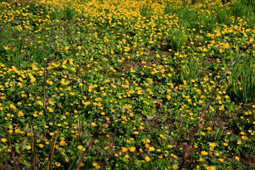 Beautiful glade marsh marigold or Cáltha palústris