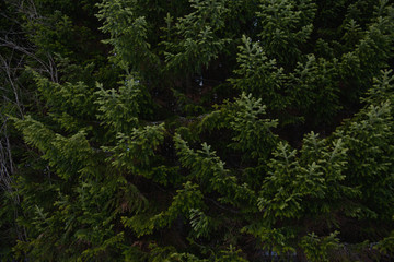 Spruce and fir branches