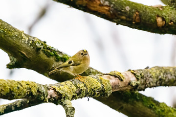 Goldcrest (Regulus regulus) perched on a branch in early spring, taken in West London, England