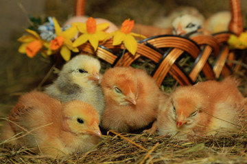 Easter decoration - Chickens Master Gray, Tetra, with a bare neck against a background of hay, a basket, eggs and primroses