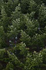 Spruce and fir branches