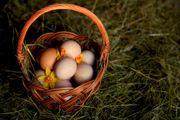 Easter decorations - chicken eggs in a basket on a background of hay and primroses
